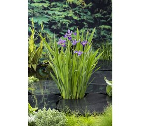 Moerings IRIS VERSICOLOR (18X18) Moerings IRIS VERSICOLOR (18X18)