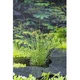 Moerings JUNCUS EFFUSUS SPIRALIS (18X18) Moerings JUNCUS EFFUSUS SPIRALIS (18X18)