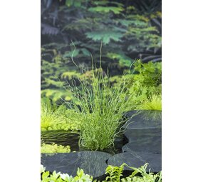 Moerings JUNCUS EFFUSUS SPIRALIS (18X18) Moerings JUNCUS EFFUSUS SPIRALIS (18X18)
