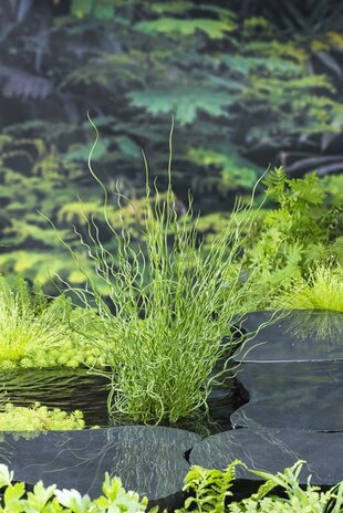 Moerings JUNCUS EFFUSUS SPIRALIS (18X18)