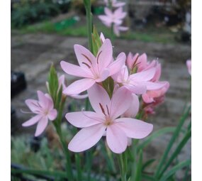 Moerings SCHIZOSYLLIS COCCINEA "MRS HEGARTY"(18X18) Moerings SCHIZOSYLLIS COCCINEA "MRS HEGARTY"(18X18)