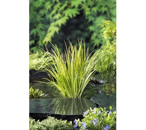 Moerings ACORUS GRAMINEUS 'OGON' (18X18) Moerings ACORUS GRAMINEUS 'OGON' (18X18)