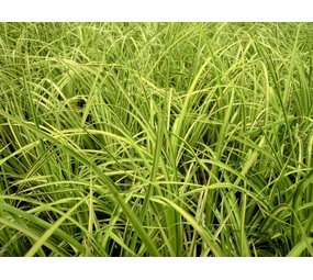 Moerings ACORUS CALAMUS (18 X18) Moerings ACORUS CALAMUS (18 X18)