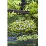 Moerings MAZUS REPTANS BLAUW (18X18) Moerings MAZUS REPTANS BLAUW (18X18)