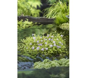 Moerings MAZUS REPTANS BLAUW (18X18) Moerings MAZUS REPTANS BLAUW (18X18)