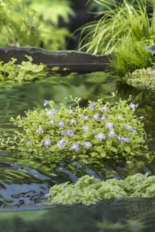 Moerings MAZUS REPTANS BLAUW (18X18) Moerings MAZUS REPTANS BLAUW (18X18)