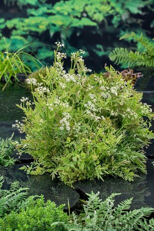 Moerings OENANTHE FISTULOSA 'FLAMINGO' ' (18X18) Moerings OENANTHE FISTULOSA 'FLAMINGO' ' (18X18)