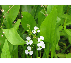 Moerings SAGITTARIA GRAMINEA (18X18) Moerings SAGITTARIA GRAMINEA (18X18)