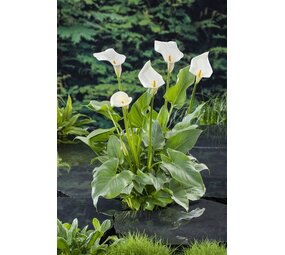 Moerings ZANTEDESCHIA AETHIOPICA (18X18) Moerings ZANTEDESCHIA AETHIOPICA (18X18)