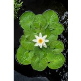 Moerings NYMPHAEA "ALBA" (3L) Moerings NYMPHAEA "ALBA" (3L)