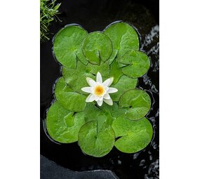 Moerings NYMPHAEA "ALBA" (3L) Moerings NYMPHAEA "ALBA" (3L)