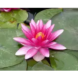 Moerings Nympaea CH. De Meurville (3L)