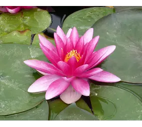 Moerings Nympaea CH. De Meurville (3L) Moerings Nympaea CH. De Meurville (3L)