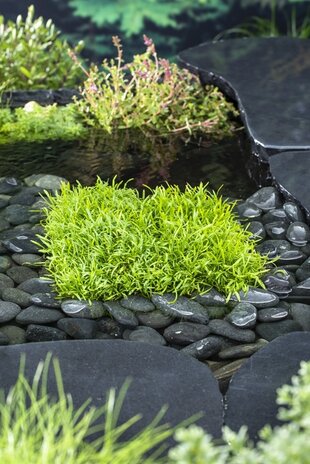 LILAEOPSIS BRASILIENSIS (11X11) LILAEOPSIS BRASILIENSIS (11X11)