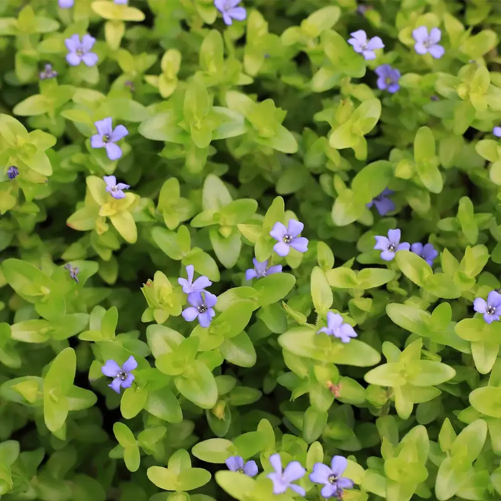 BACOPA CAROLINIANA  (11X11) BACOPA CAROLINIANA  (11X11)
