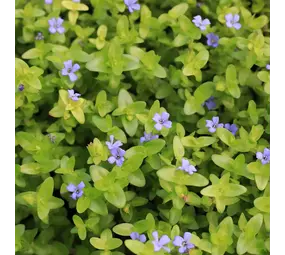 BACOPA CAROLINIANA  (11X11) BACOPA CAROLINIANA  (11X11)