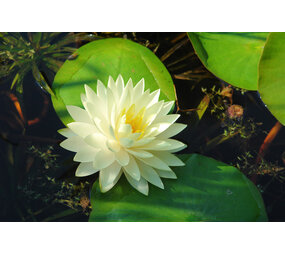 NYMPHAEA GONNERE (3L) NYMPHAEA GONNERE (3L)