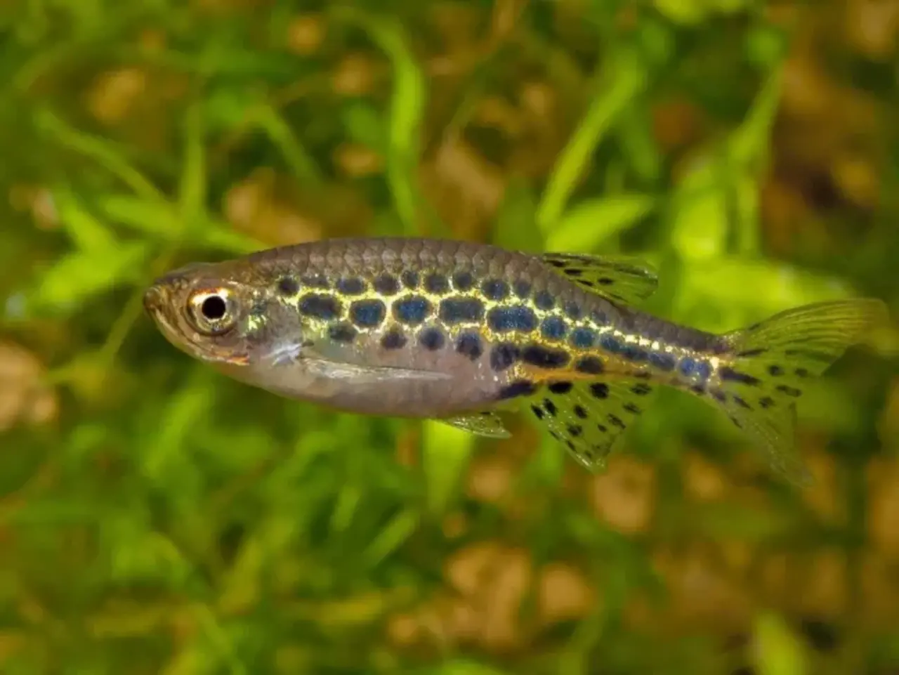 Danio Tinwini Danio Tinwini