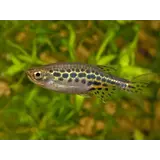 Danio Tinwini Danio Tinwini