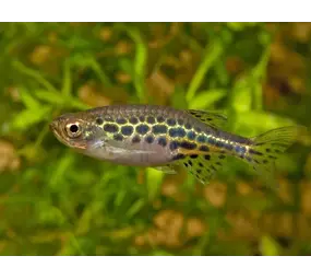 Danio Tinwini Danio Tinwini
