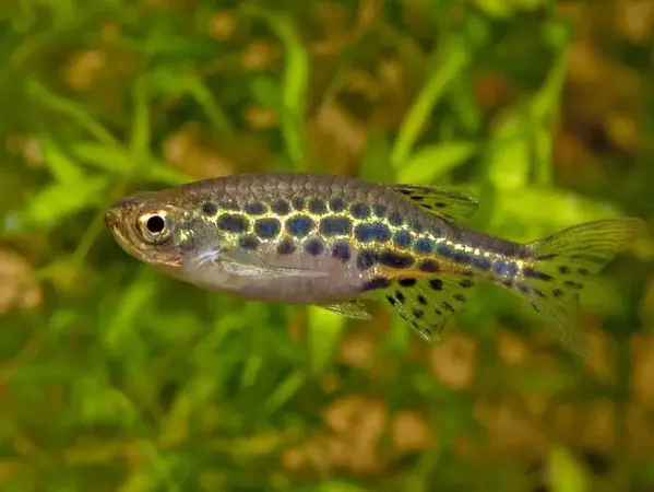 Danio Tinwini Danio Tinwini
