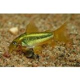 CORYDORAS GREEN LASER CW09