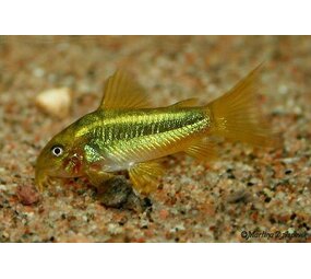 CORYDORAS GREEN LASER CW09