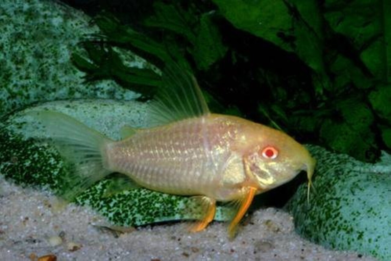 CORYDORAS STERBAI ALBINO CORYDORAS STERBAI ALBINO