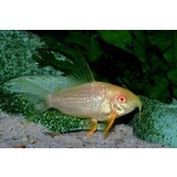 CORYDORAS STERBAI ALBINO CORYDORAS STERBAI ALBINO