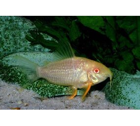 CORYDORAS STERBAI ALBINO