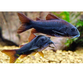 CORYDORAS AENEUS BLACK VENEUZUELA