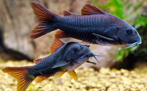 CORYDORAS AENEUS BLACK VENEUZUELA
