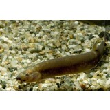 PANGIO OBLONGA PANGIO OBLONGA