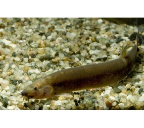 PANGIO OBLONGA PANGIO OBLONGA