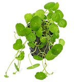 Hydrocotyle Verticillata Pot Hydrocotyle Verticillata Pot