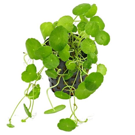 Hydrocotyle Verticillata Pot