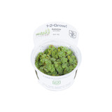 Tropica Salvinia Minima 1-2 Grow! Tropica Salvinia Minima 1-2 Grow!