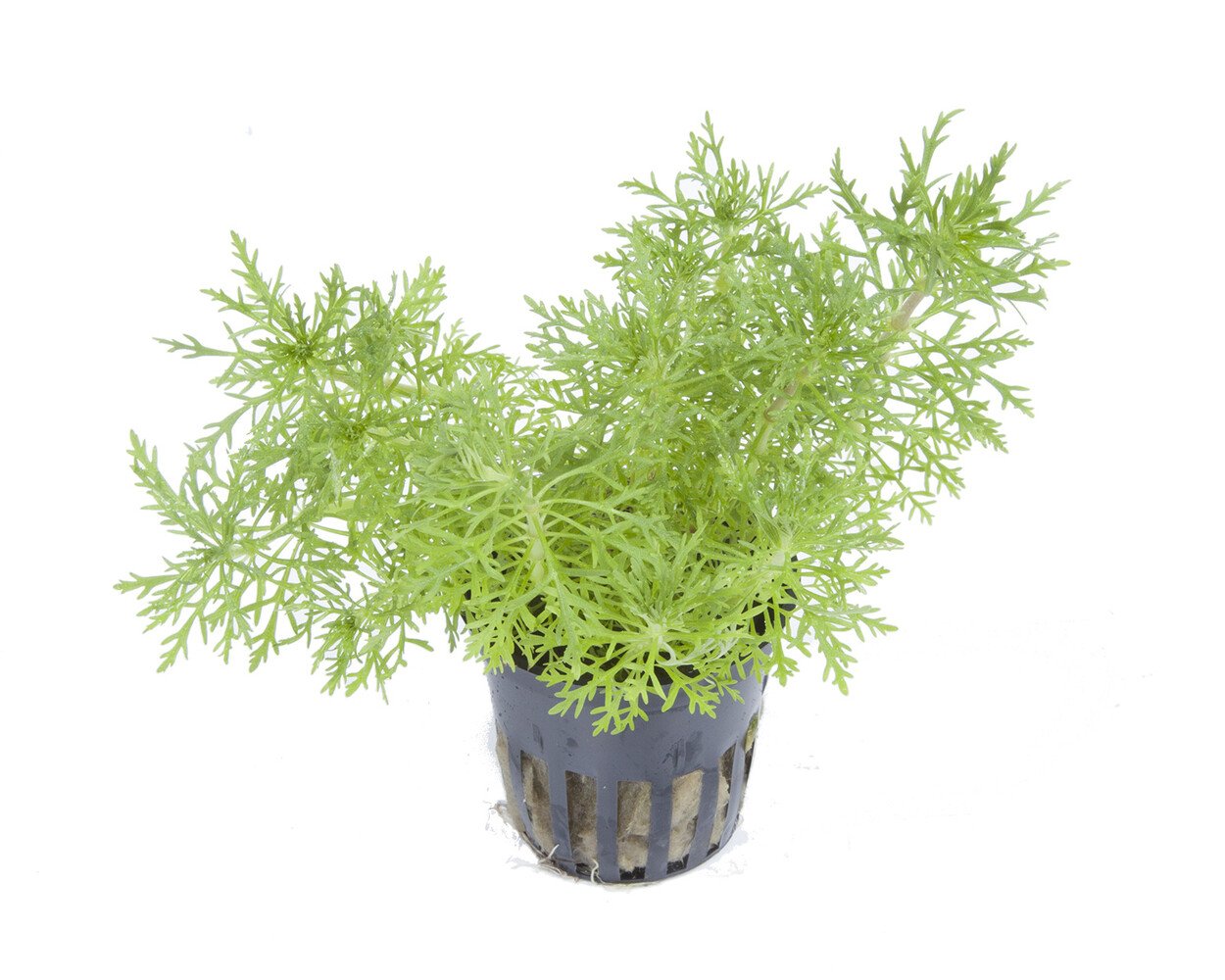 Tropica Limnophila Aquatica Pot