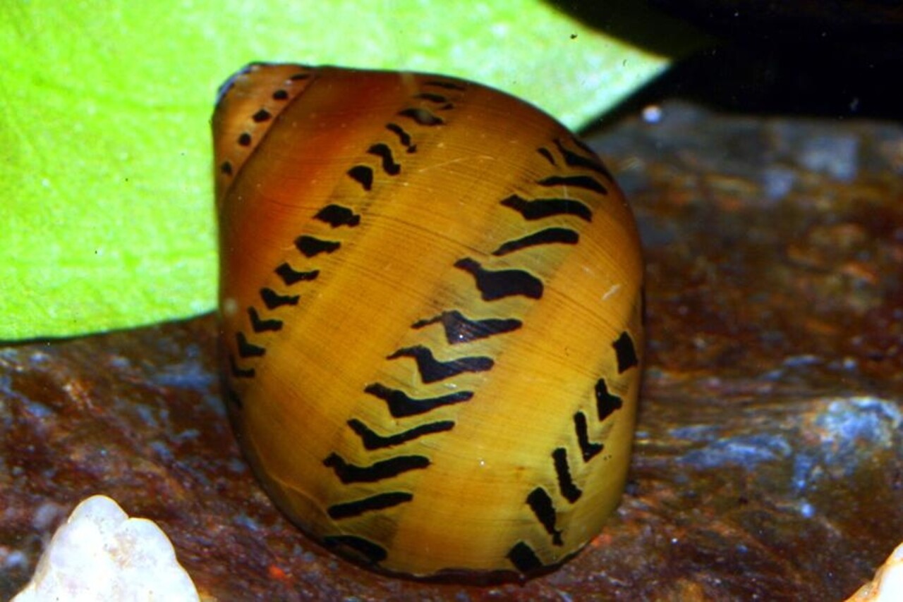 Neritina Turrita Neritina Turrita