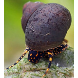 Papua Grey/Orange spotted snail