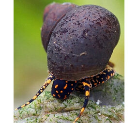 Papua Grey/Orange spotted snail