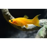 Poecilia Shenops goud