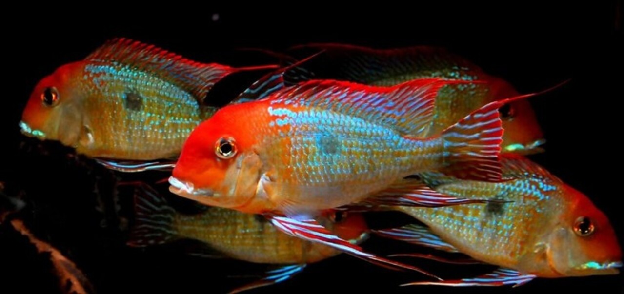 Geophagus Pyrocephalus Geophagus Pyrocephalus