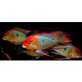 Geophagus Pyrocephalus Geophagus Pyrocephalus
