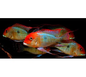 Geophagus Pyrocephalus