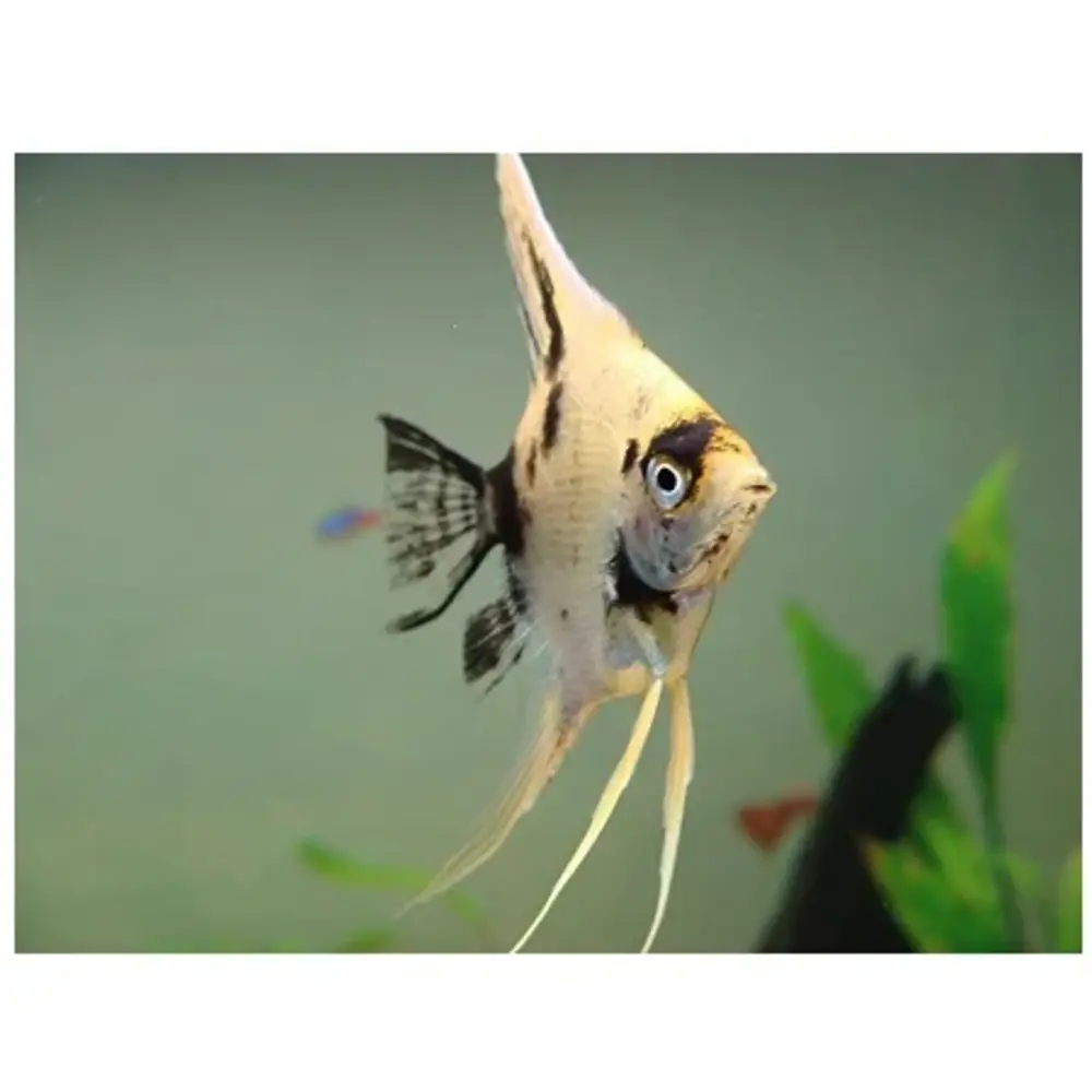 Pterophyllum Scalare panda Pterophyllum Scalare panda