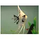 Pterophyllum Scalare panda Pterophyllum Scalare panda