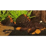 Leporacanthicus triactis L091 Leporacanthicus triactis L091