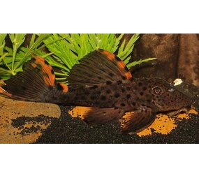 Leporacanthicus triactis L091 Leporacanthicus triactis L091