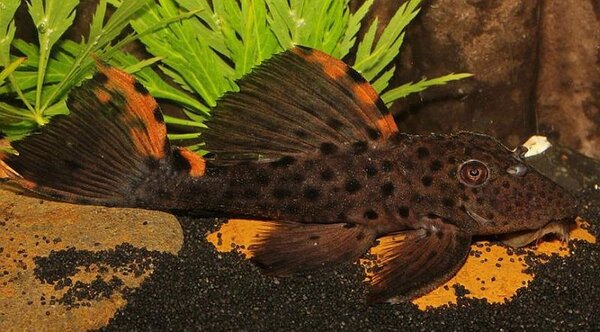 Leporacanthicus triactis L091 Leporacanthicus triactis L091